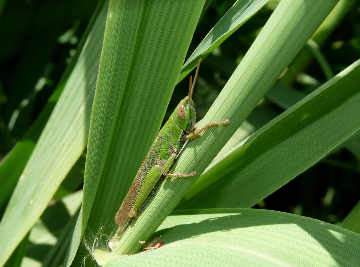 Ortottero che si fa una canna: Tropidopola cylindrica